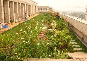 市園林綠化局檢查我區屋頂綠化工程，助力城市生態建設